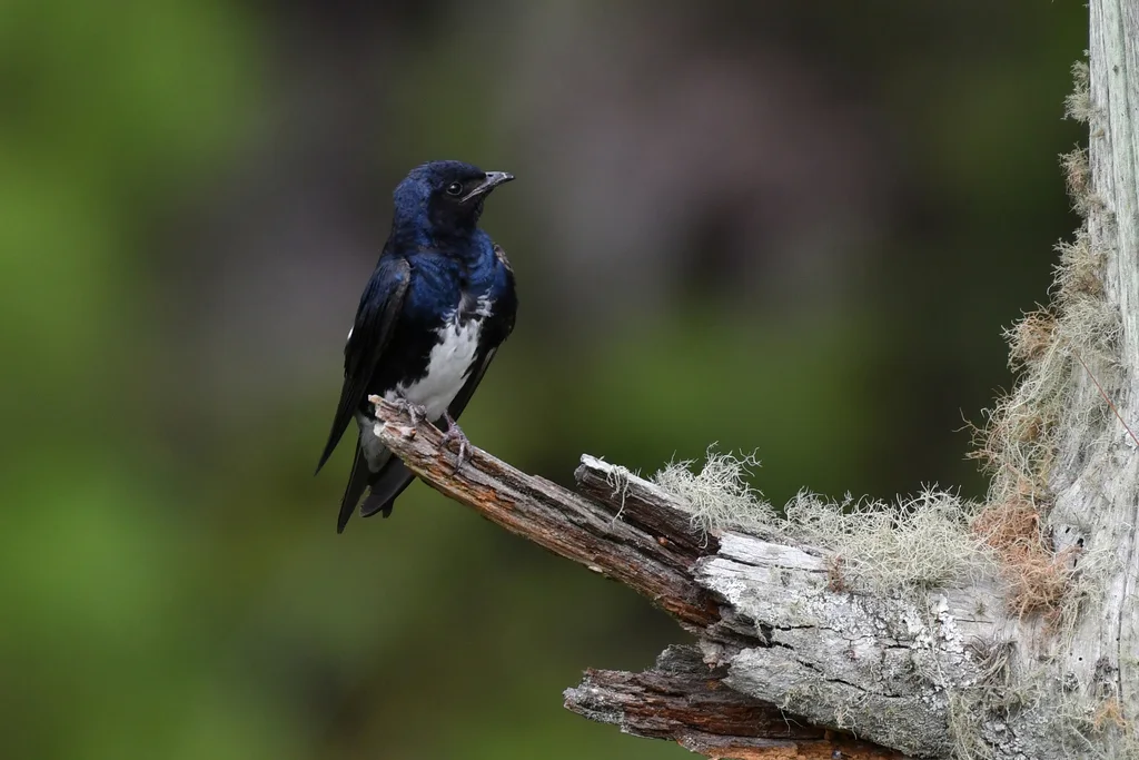 加勒比崖燕(Progne dominicensis)