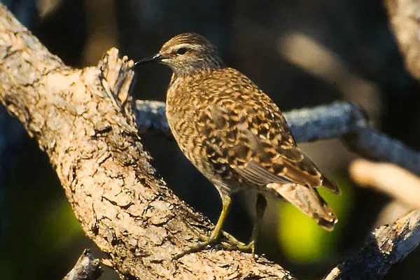 土岛鹬(Prosobonia parvirostris)