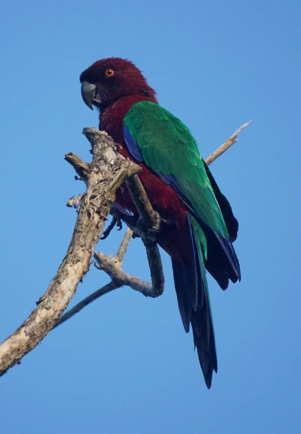 红胸辉鹦鹉（Prosopeia tabuensis）