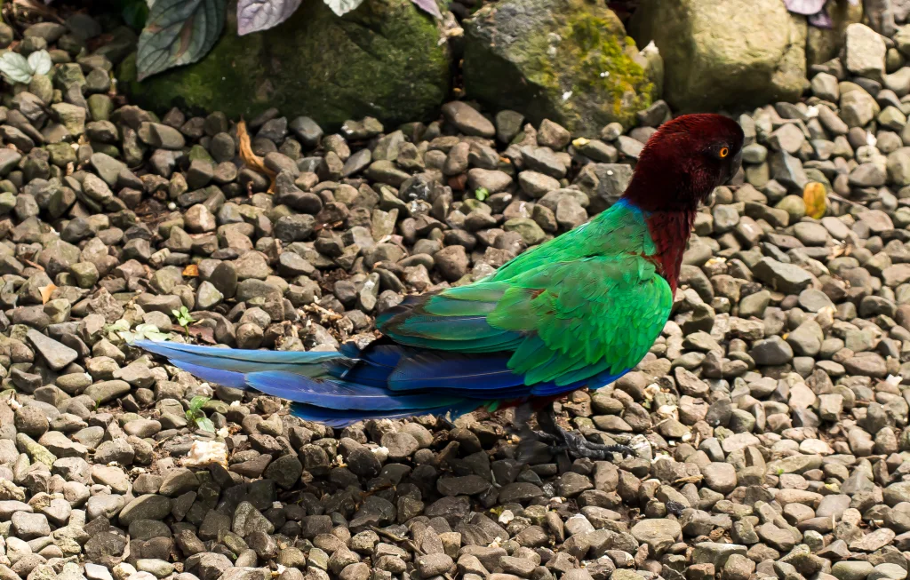 红胸辉鹦鹉（Prosopeia tabuensis）