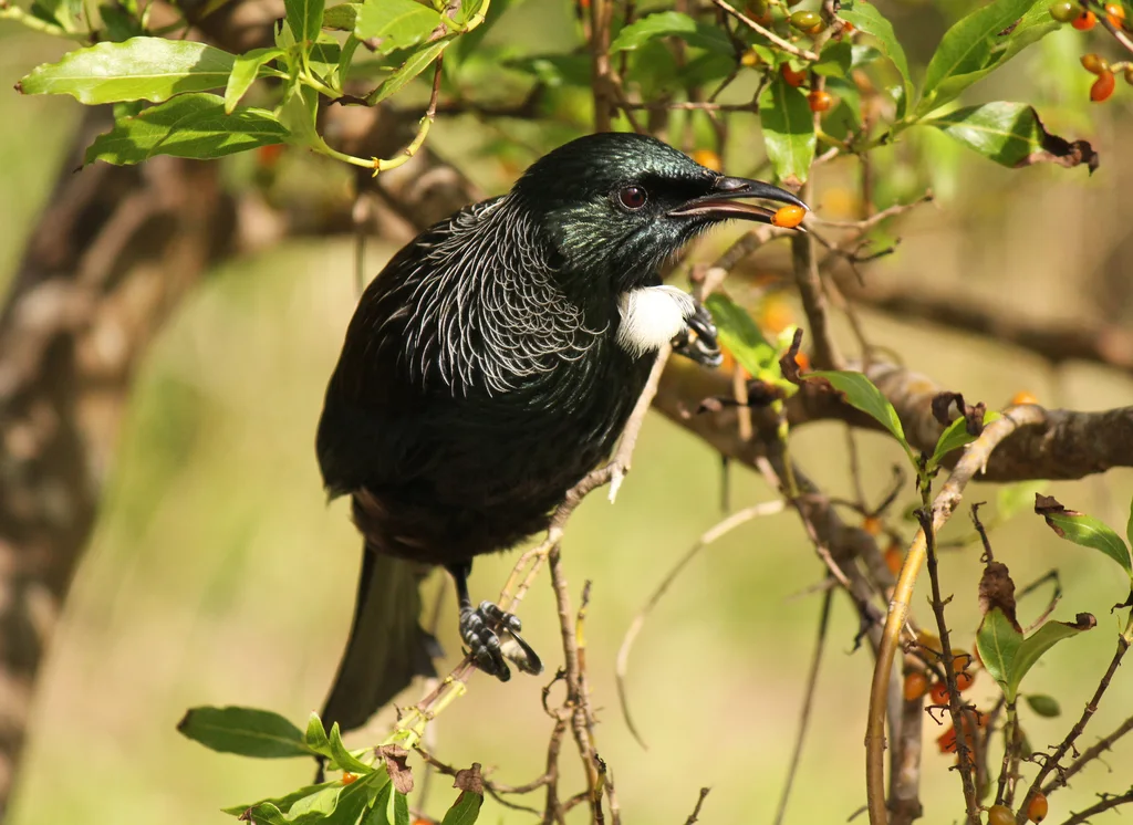 簇胸吸蜜鸟(Prosthemadera novaeseelandiae)