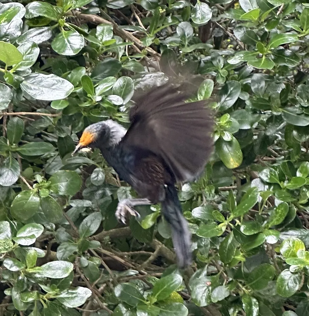 簇胸吸蜜鸟(Prosthemadera novaeseelandiae)