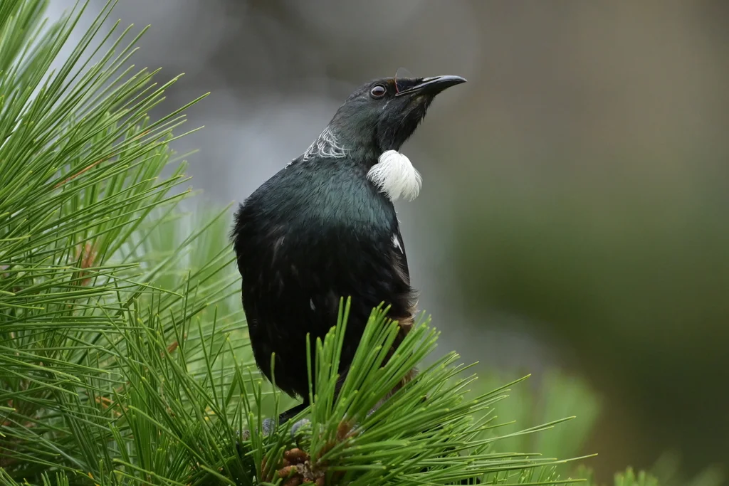 簇胸吸蜜鸟(Prosthemadera novaeseelandiae)