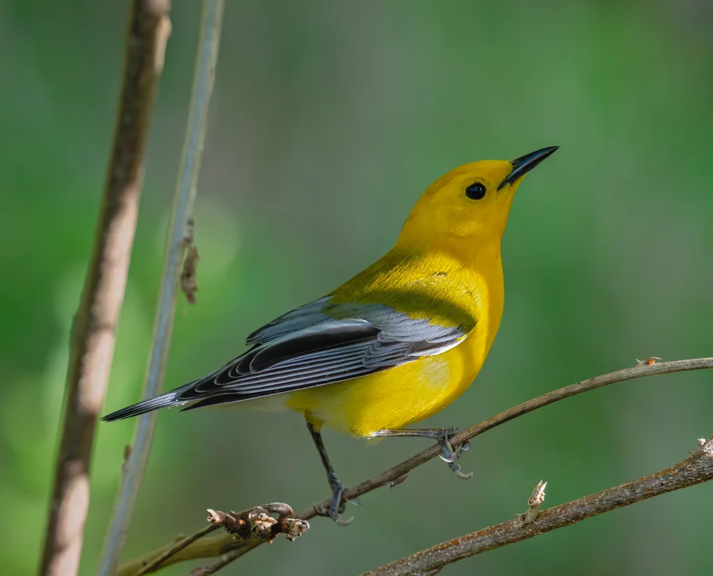 蓝翅黄森莺(Protonotaria citrea)