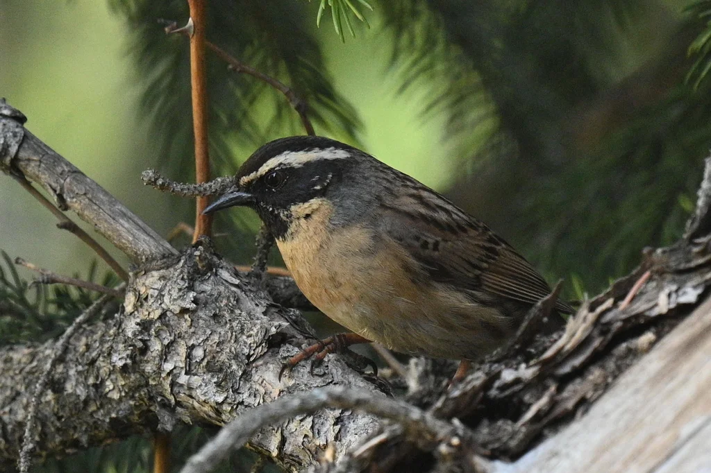 黑喉岩鹨(Prunella atrogularis)