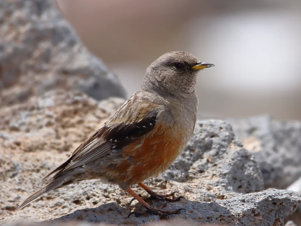 领岩鹨（Prunella collaris）