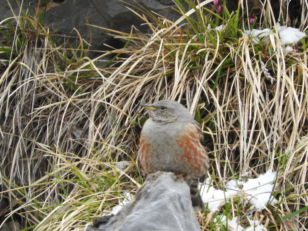 领岩鹨（Prunella collaris）