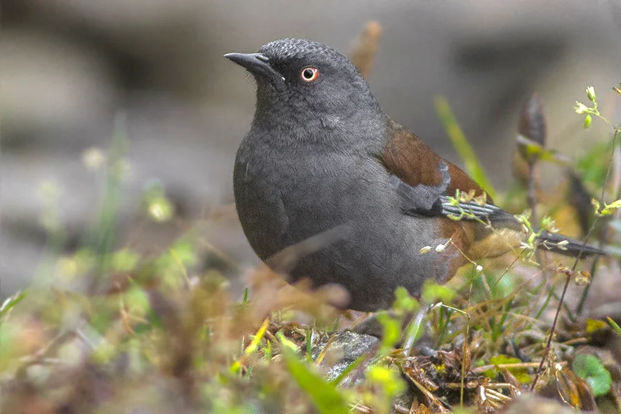 栗背岩鹨（Prunella immaculata）