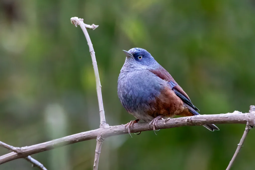 栗背岩鹨（Prunella immaculata）