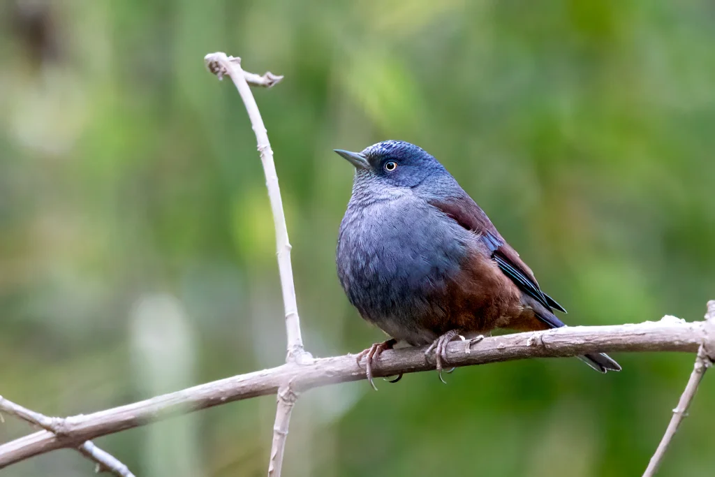 栗背岩鹨（Prunella immaculata）