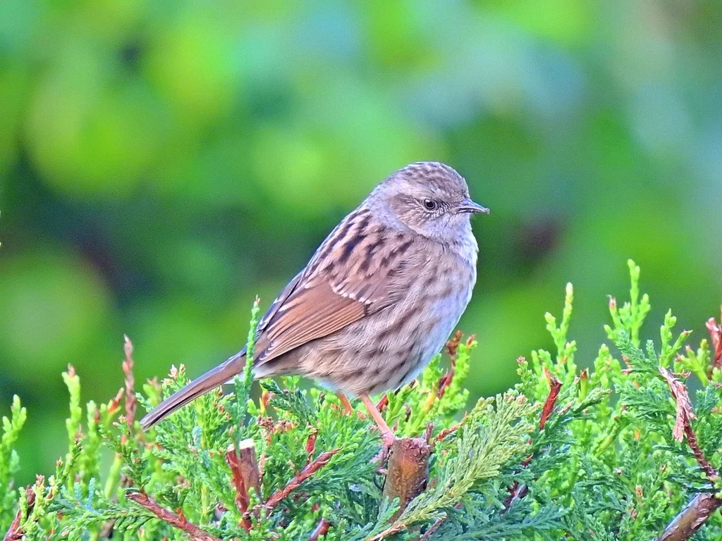 林岩鹨(Prunella modularis)