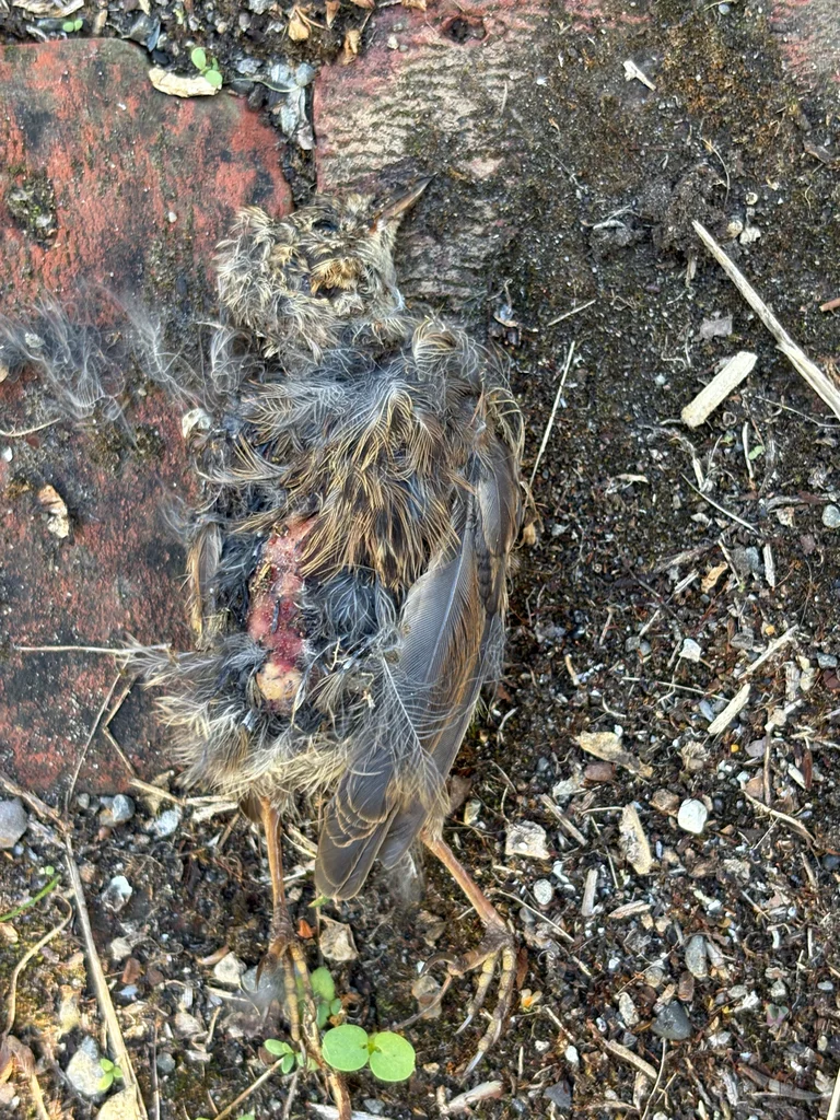 林岩鹨(Prunella modularis)