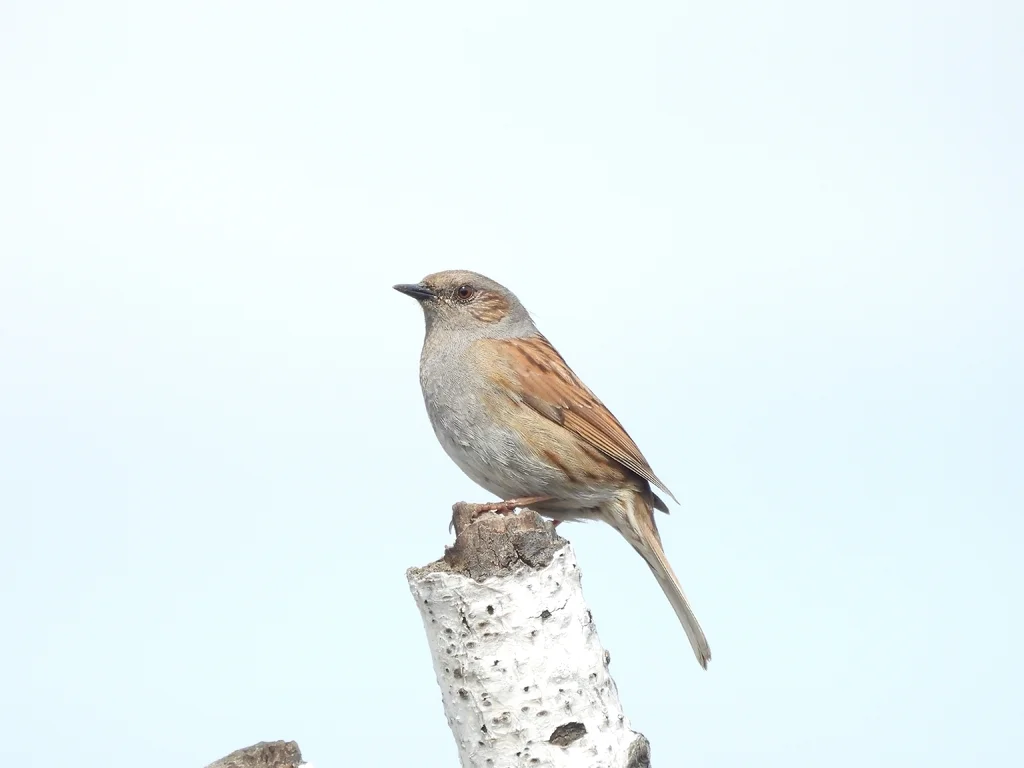 林岩鹨(Prunella modularis)