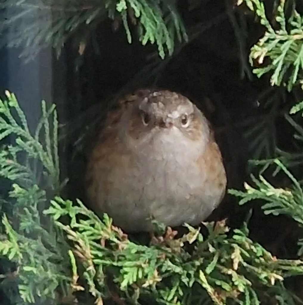 林岩鹨(Prunella modularis)
