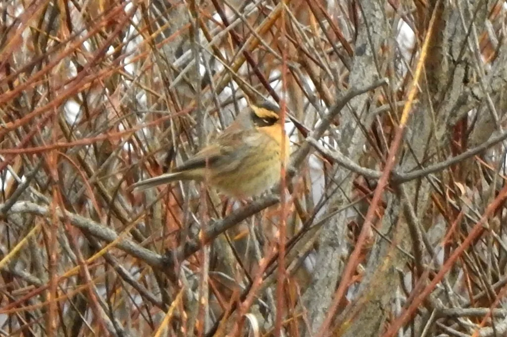 棕眉山岩鹨(Prunella montanella)