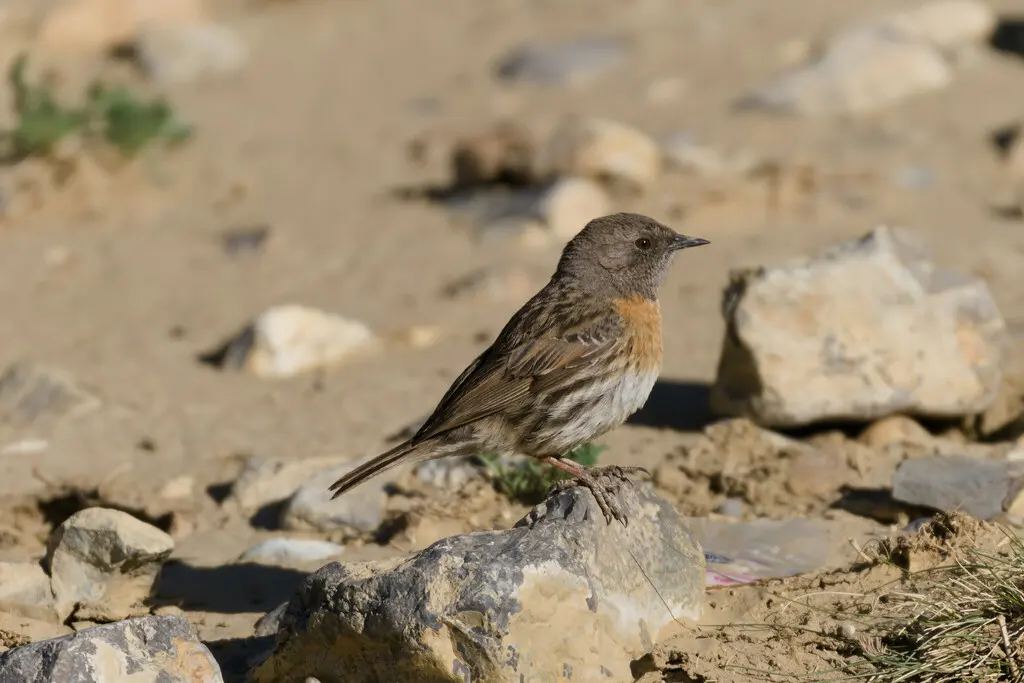 鸲岩鹨（Prunella rubeculoides）
