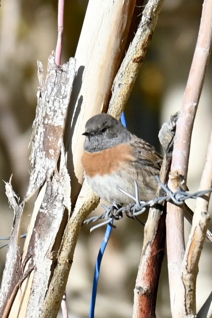 鸲岩鹨（Prunella rubeculoides）