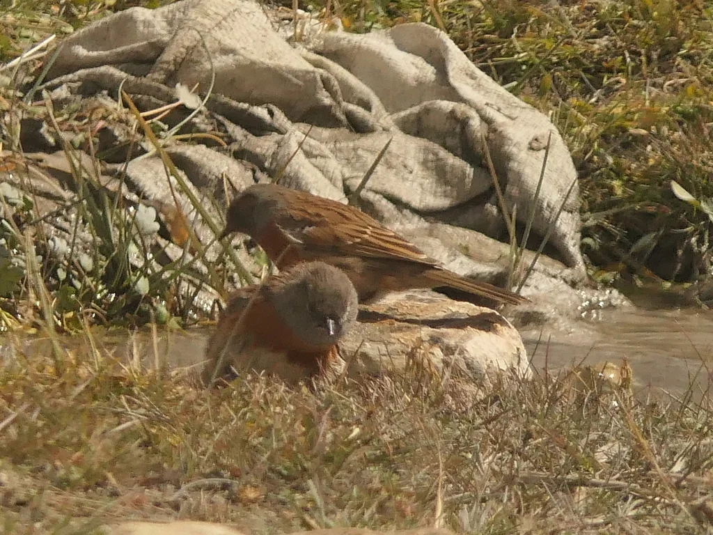 鸲岩鹨（Prunella rubeculoides）