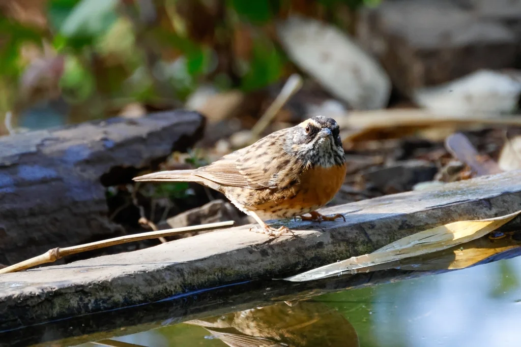 棕胸岩鹨(Prunella strophiata)