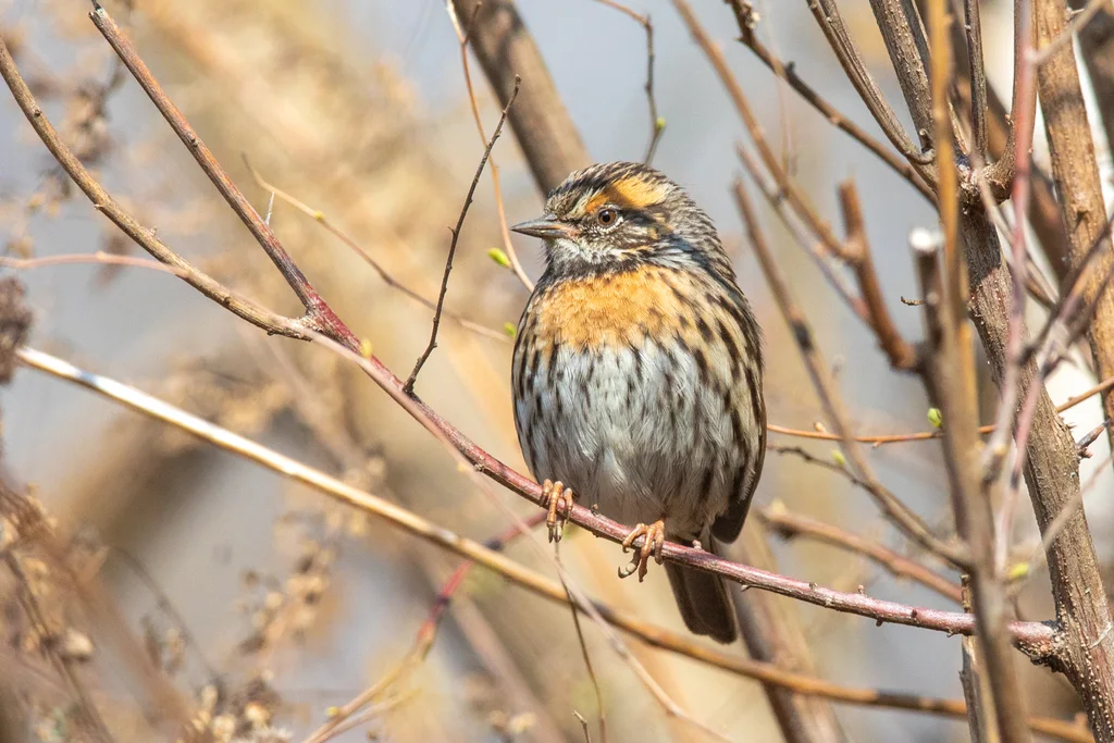 棕胸岩鹨(Prunella strophiata)