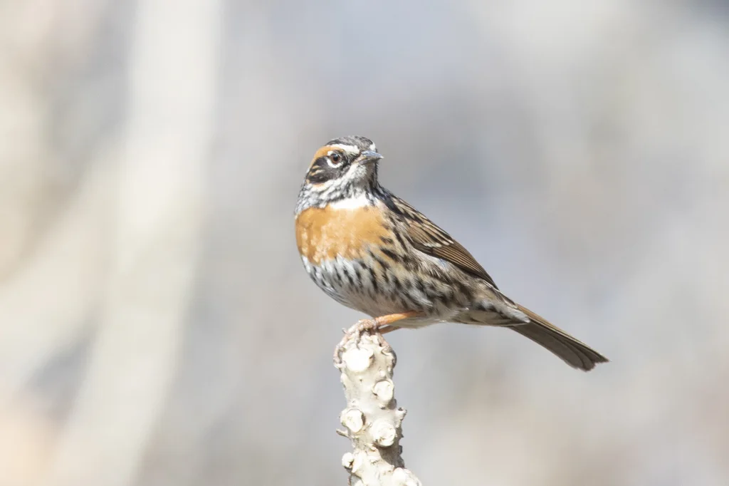 棕胸岩鹨(Prunella strophiata)