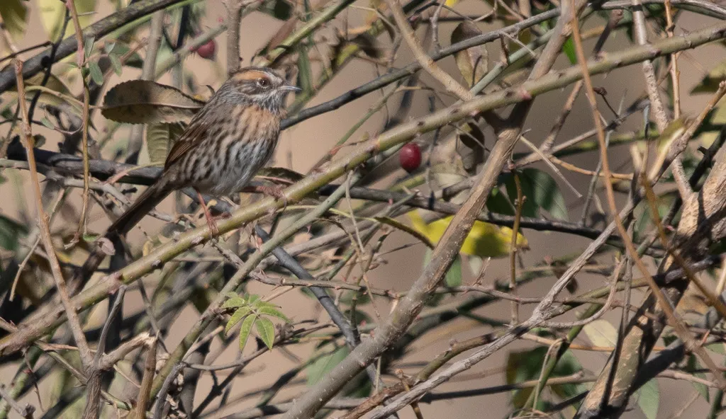 棕胸岩鹨(Prunella strophiata)