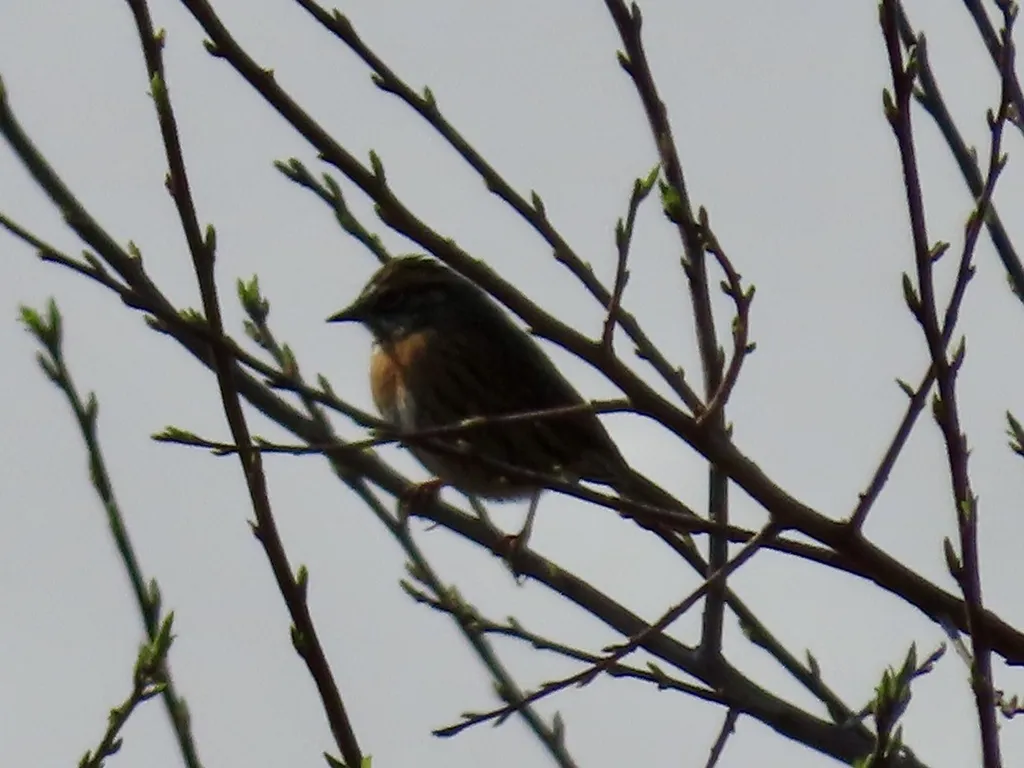 棕胸岩鹨(Prunella strophiata)
