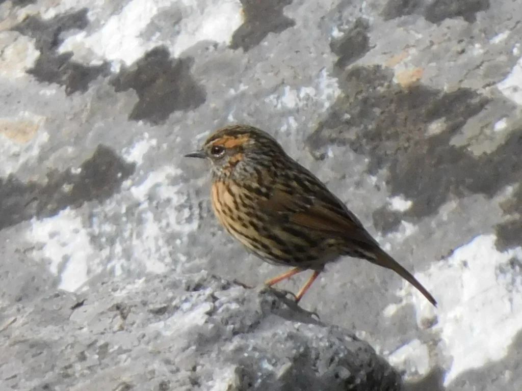 棕胸岩鹨(Prunella strophiata)