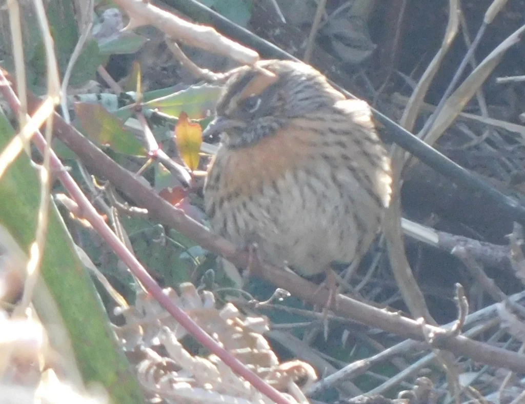 棕胸岩鹨(Prunella strophiata)