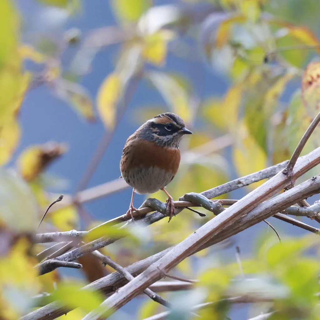 棕胸岩鹨(Prunella strophiata)