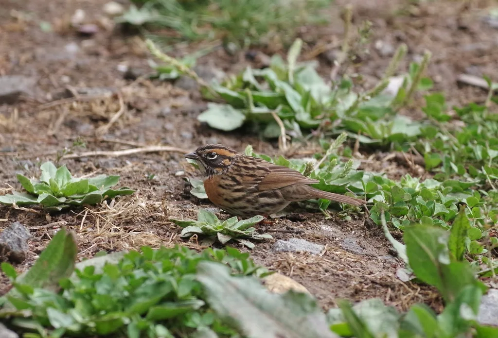 棕胸岩鹨(Prunella strophiata)
