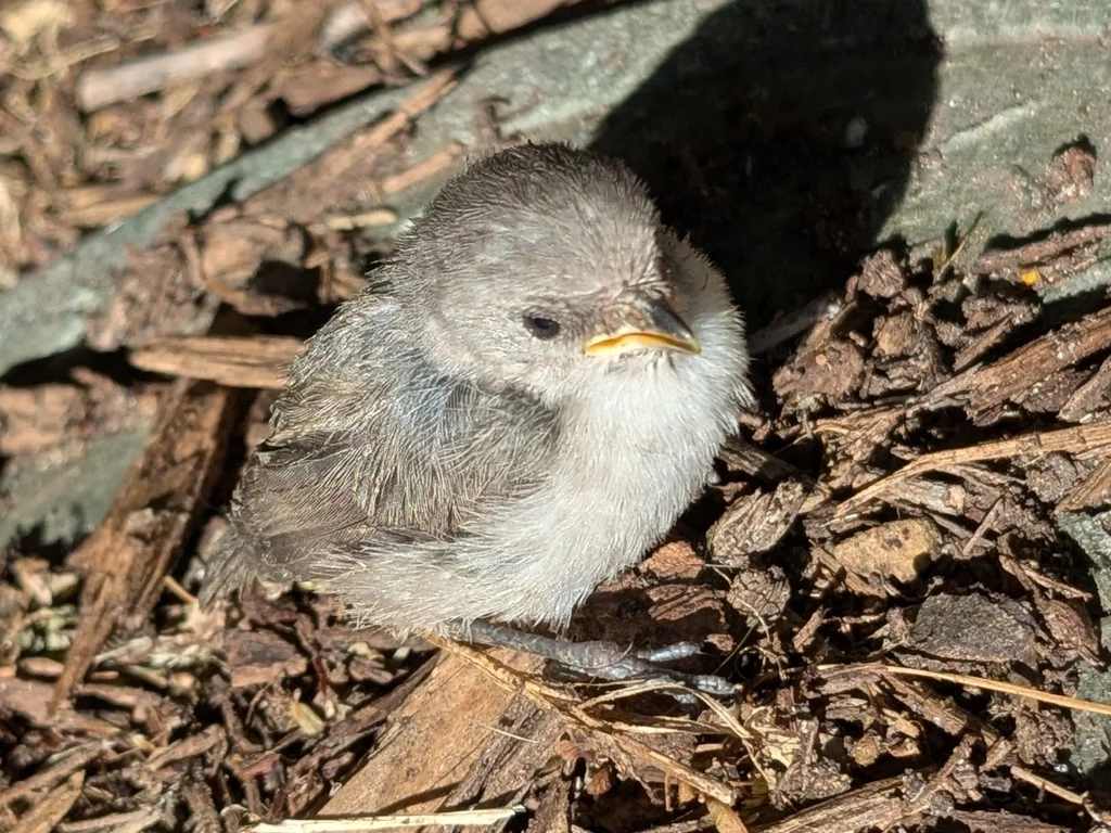 短嘴长尾山雀(Psaltriparus minimus)