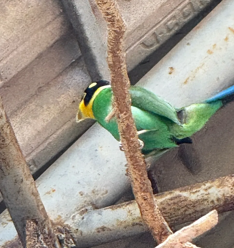 长尾阔嘴鸟(Psarisomus dalhousiae)