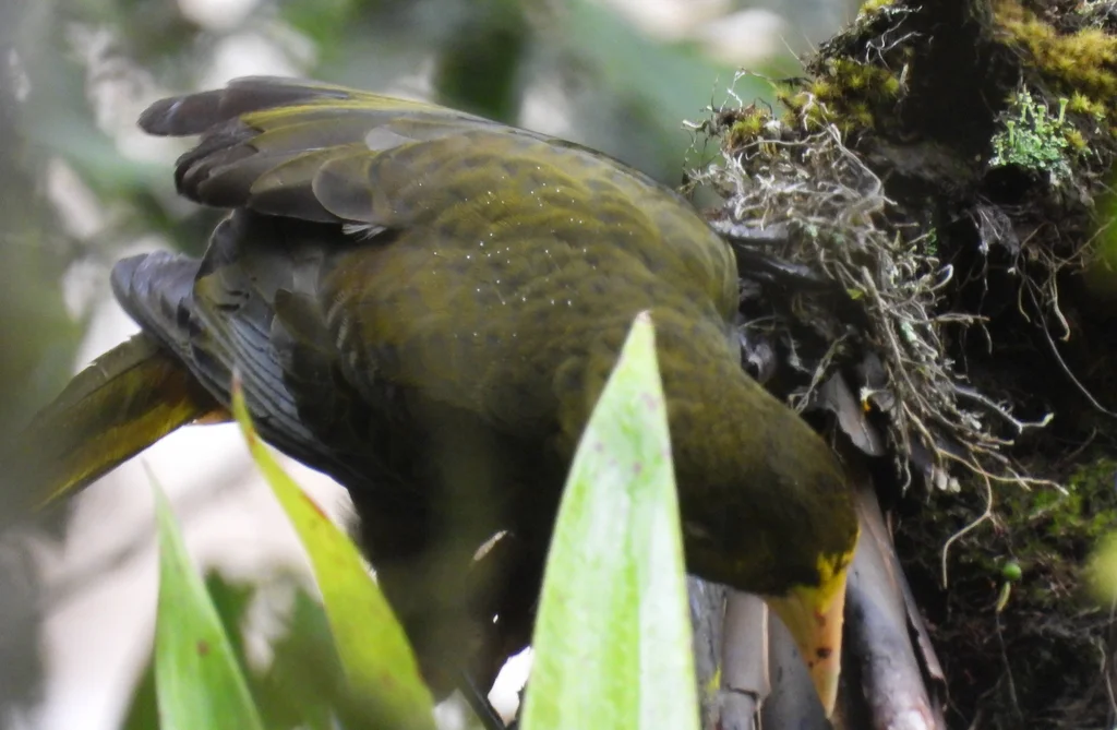 暗绿拟椋鸟(Psarocolius atrovirens)