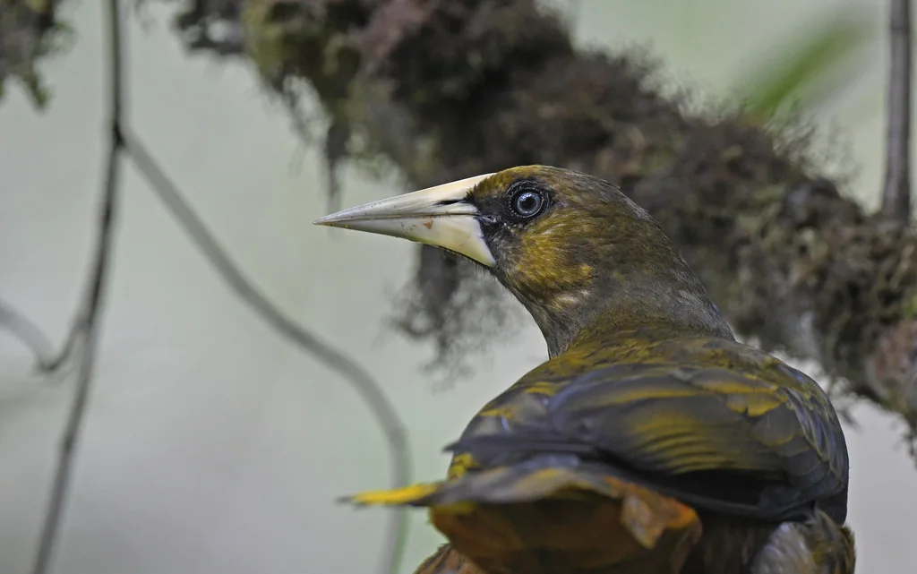 暗绿拟椋鸟(Psarocolius atrovirens)