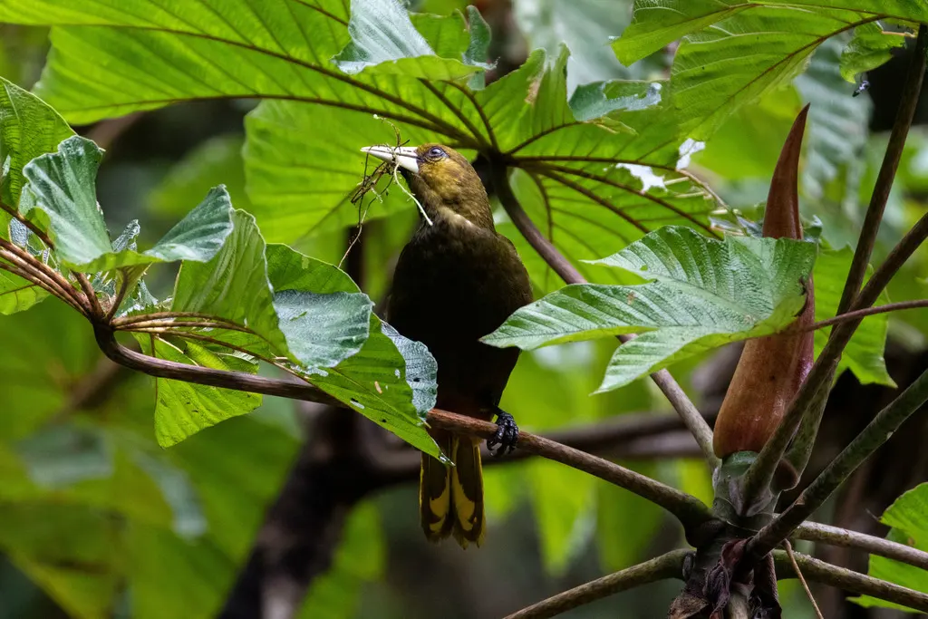 暗绿拟椋鸟(Psarocolius atrovirens)