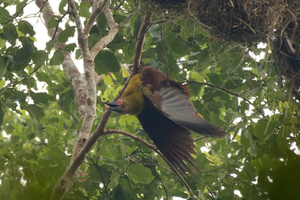 亚马孙拟椋鸟(Psarocolius bifasciatus)