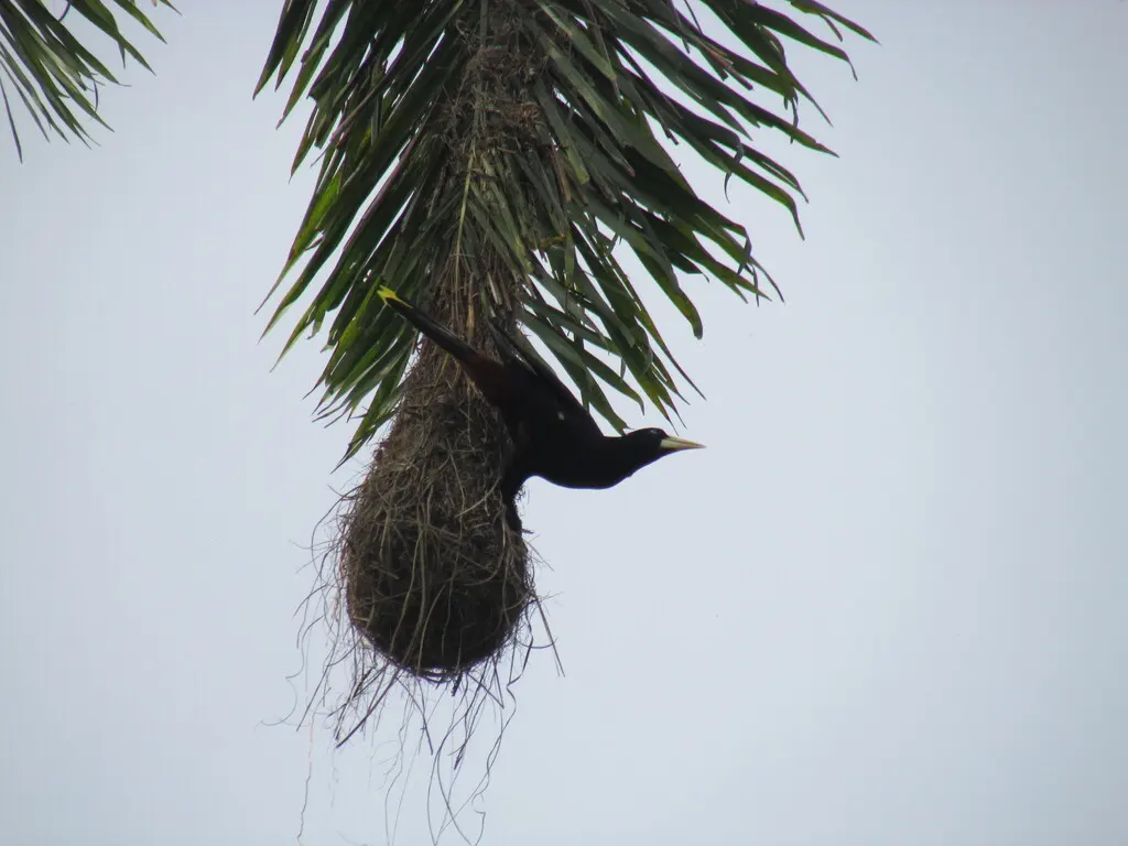 发冠拟椋鸟(Psarocolius decumanus)