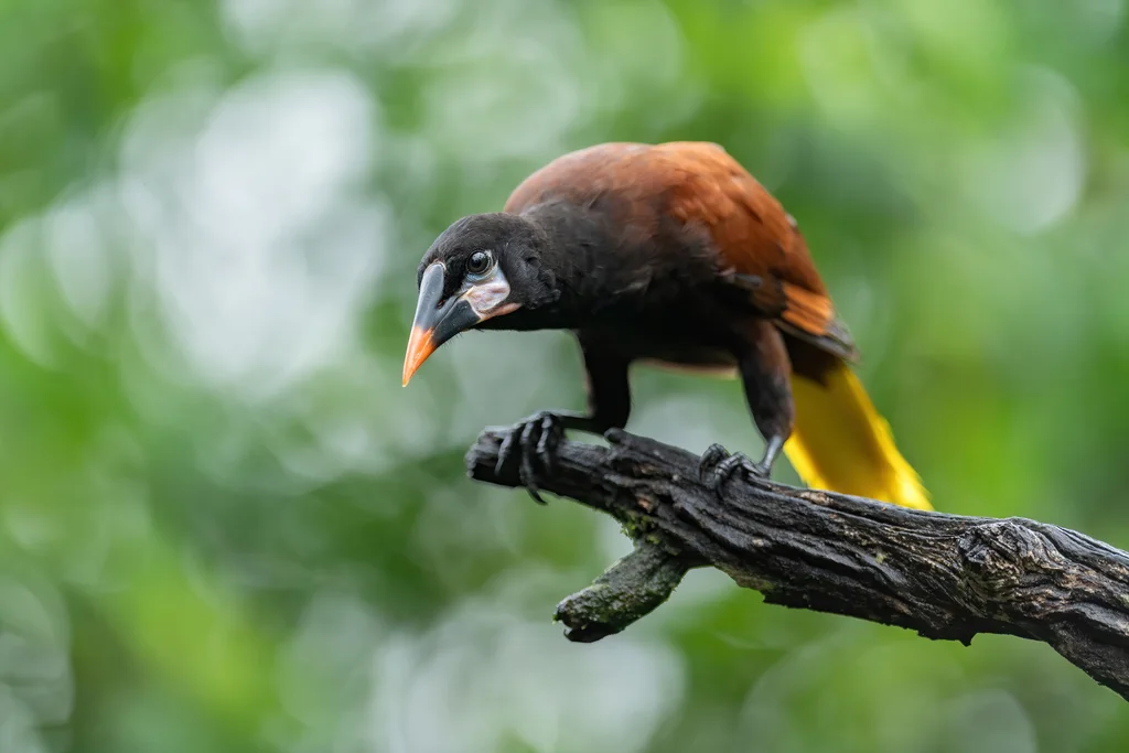 褐拟椋鸟(Psarocolius montezuma)