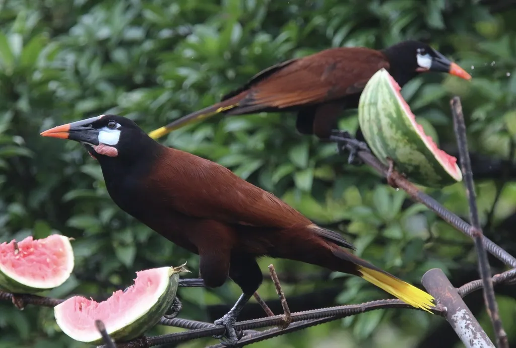 褐拟椋鸟(Psarocolius montezuma)