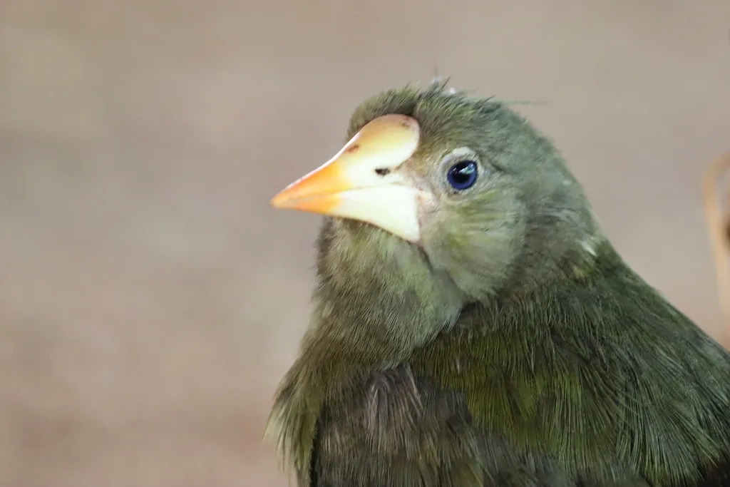 绿拟椋鸟(Psarocolius viridis)