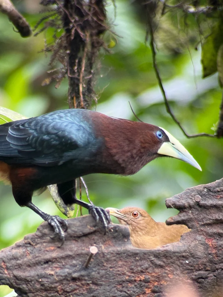 栗头拟椋鸟(Psarocolius wagleri)