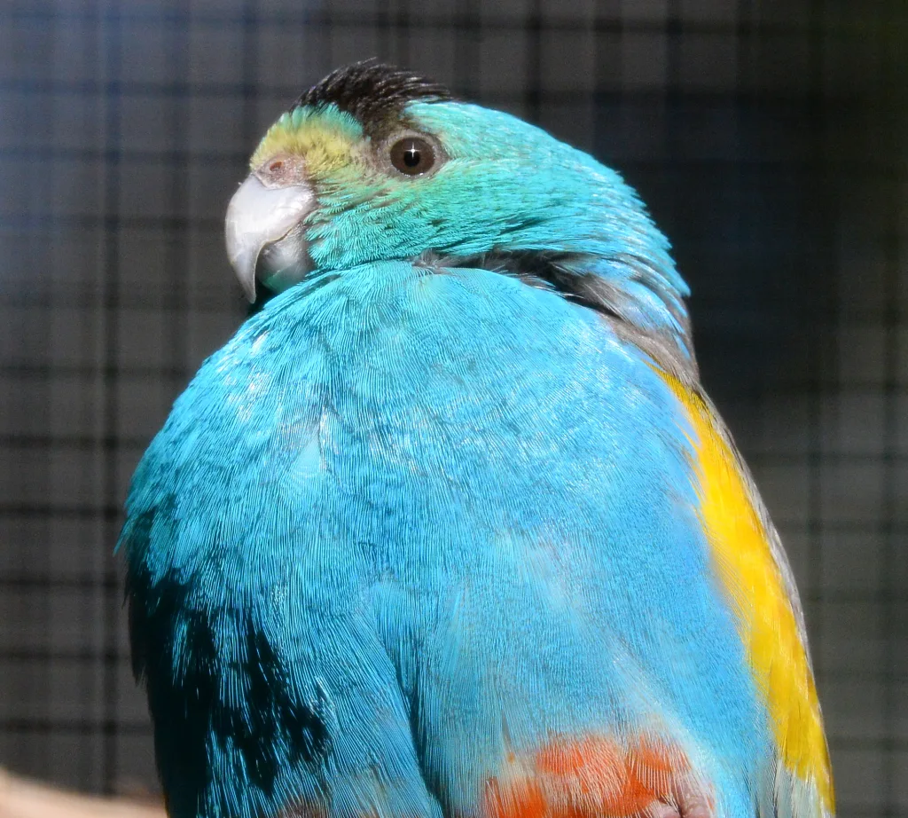 金肩鹦鹉(Psephotellus chrysopterygius)