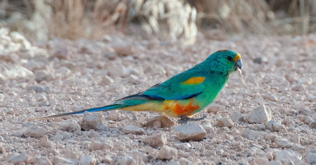 穆加鹦鹉(Psephotellus varius)