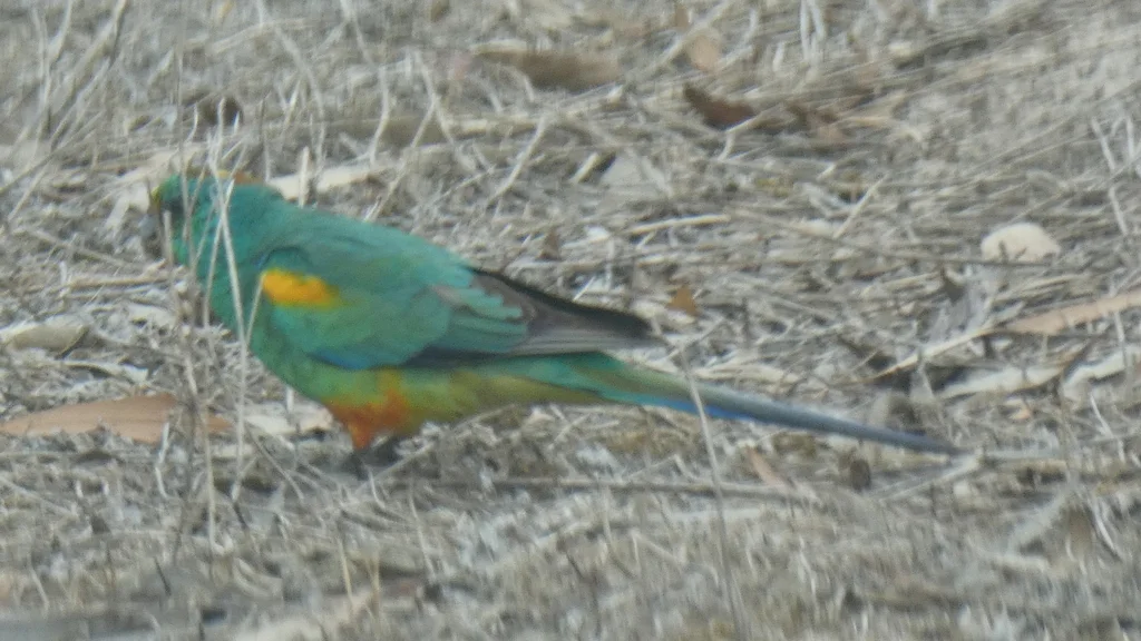 穆加鹦鹉(Psephotellus varius)