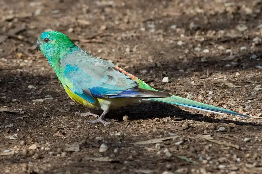 红腰鹦鹉(Psephotus haematonotus)
