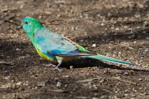 红腰鹦鹉