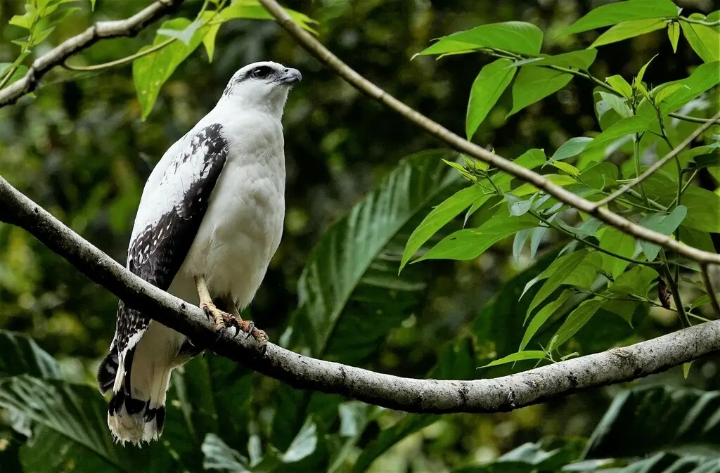 白南美鵟（Pseudastur albicollis）