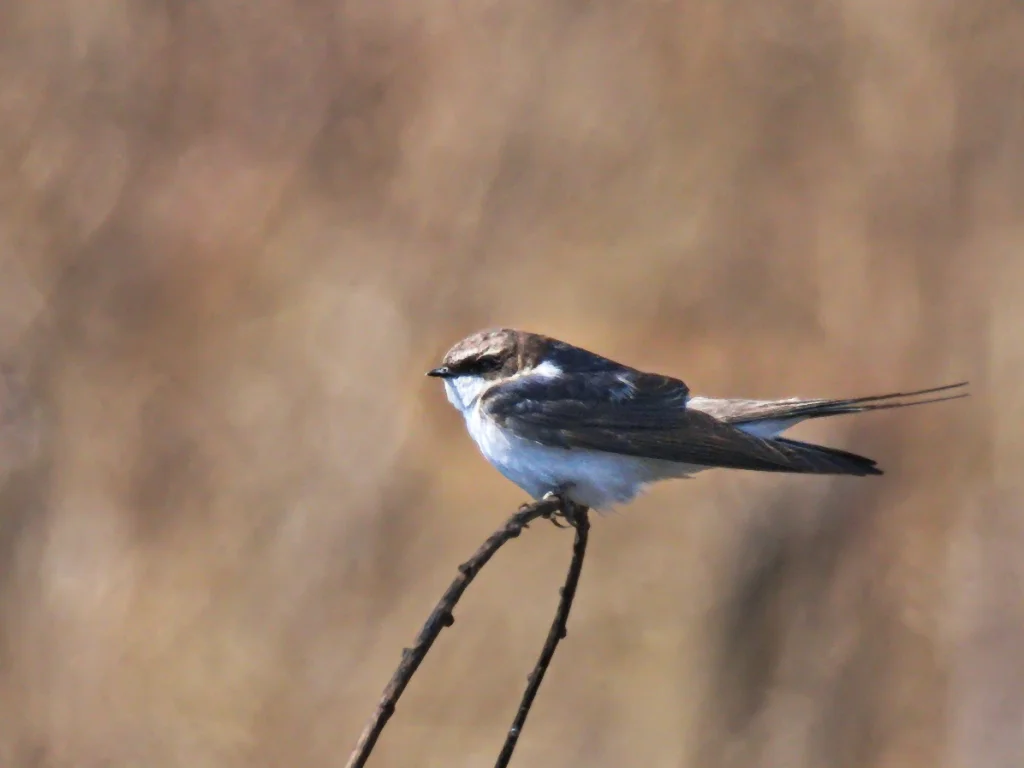 灰腰燕(Pseudhirundo griseopyga)