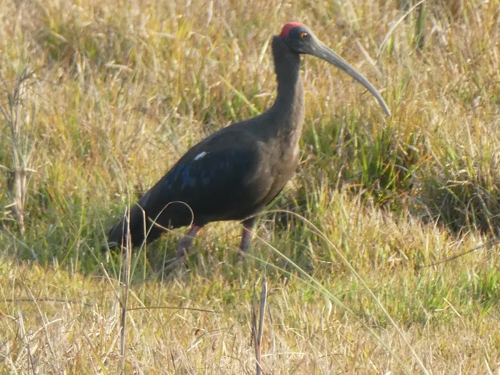 黑鹮(Pseudibis papillosa)